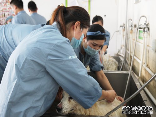 43期萨摩耶洗澡美容实操课