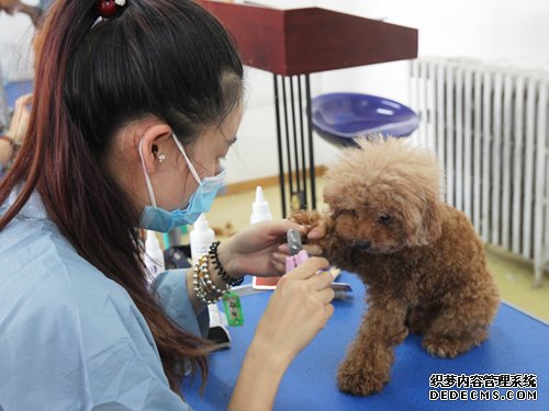 45期美容班洗澡美容实操课