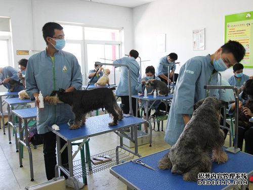 45期美容班洗澡美容实操课