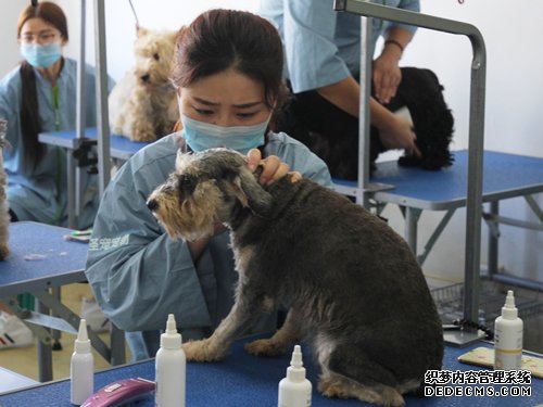 45期美容班洗澡美容实操课