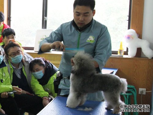 圣宠47期贵宾犬美容修剪示范课