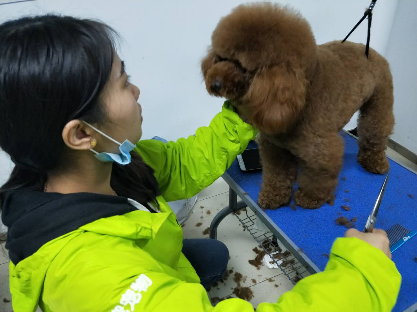 学习宠物美容难吗