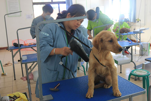 宠物美容师哪里培训