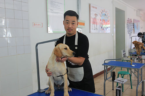 宠物美容师哪里培训