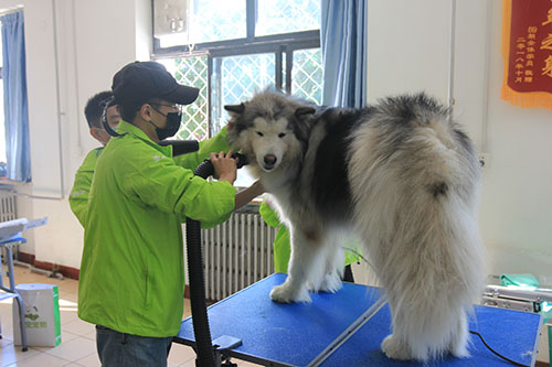 学习宠物美容简单吗？