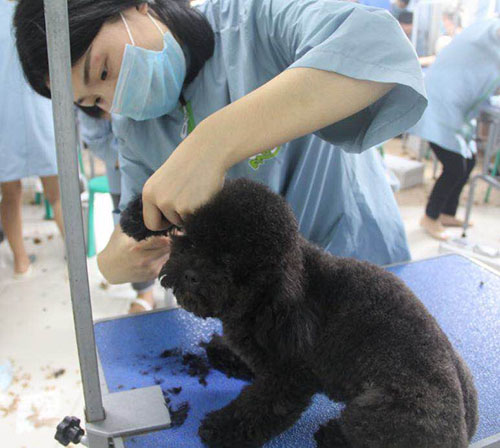 学习宠物美容一般要多久，好不好学？